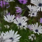 Anemone hortensis