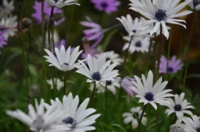Anemone hortensis