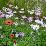 Anemone hortensis — Anemone