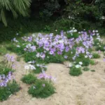 Anemone hortensis — hortensis