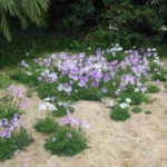Anemone hortensis — photo 3