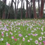 Anemone hortensis — stellata
