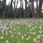 Anemone hortensis — photo 4