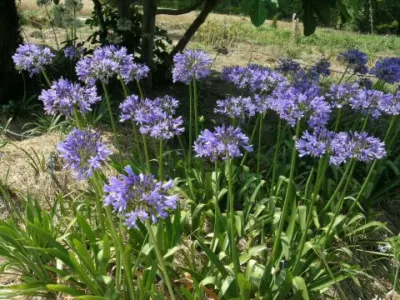 Agapanthus caulescens angustifolius
