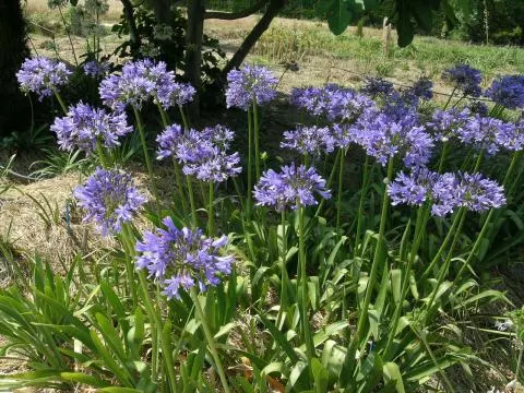 Agapanthus caulescens angustifolius