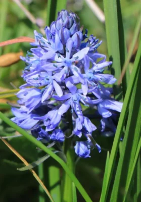 Hyacinthoides italica