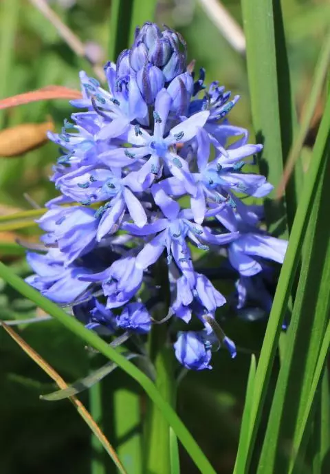 Hyacinthoides italica