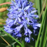Hyacinthoides italica