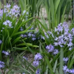 Hyacinthoides italica — photo 2