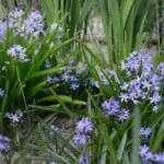 Hyacinthoides italica — photo 2