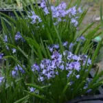 Hyacinthoides italica — photo 3