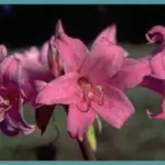 Amaryllis belladonna Rose soutenu (/50bgros calibre +25cm prix départ pépinière))