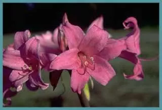 Amaryllis belladonna Rose soutenu (/50bgros calibre +25cm prix départ pépinière))