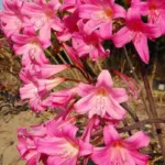 Amaryllis belladonna Rose soutenu (/50bgros calibre +25cm prix départ pépinière)) — photo 3