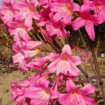 Amaryllis belladonna Rose soutenu (/50bgros calibre +25cm prix départ pépinière)) — photo 3