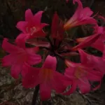 Amaryllis belladonna Rose soutenu (/50bgros calibre +25cm prix départ pépinière)) — photo 4