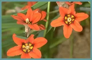 Sparaxis elegans coccineus