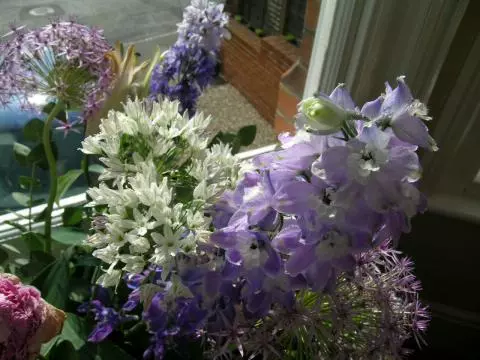 Triteleia hyacinthina