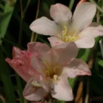 Tritonia crocata ‘Baby Doll’