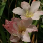 Tritonia crocata ‘Baby Doll’