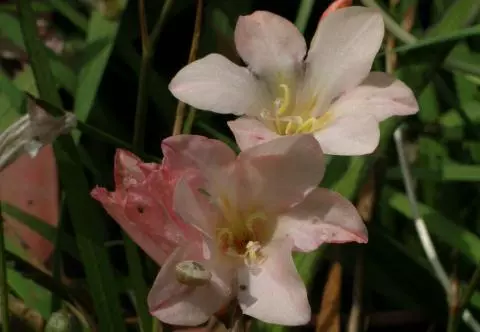 Tritonia crocata &lsquo;Baby Doll&rsquo;