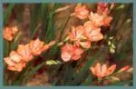Tritonia crocata ‘Baby Doll’ — Tritonia
