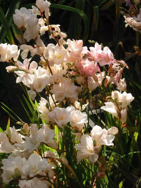 Tritonia crocata &lsquo;Blanche Neige&rsquo;