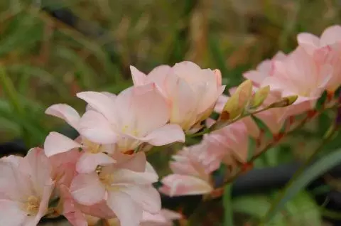 Tritonia crocata &lsquo;Pink sensation&rsquo;