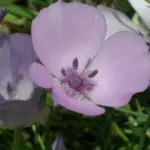 Calochortus splendens