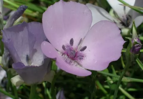 Calochortus splendens
