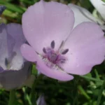 Calochortus splendens