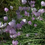 Calochortus splendens — calochortus