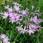 Tulbaghia violacea