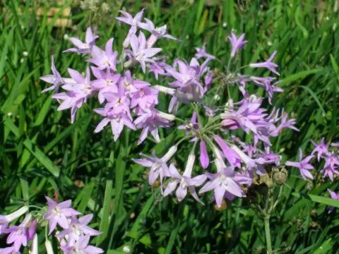 Tulbaghia violacea