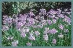 Tulbaghia violacea — society
