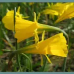 Narcissus bulbocodium