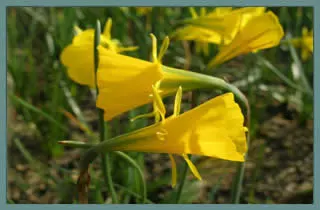 Narcissus bulbocodium