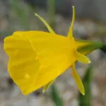 Narcissus bulbocodium — photo 3