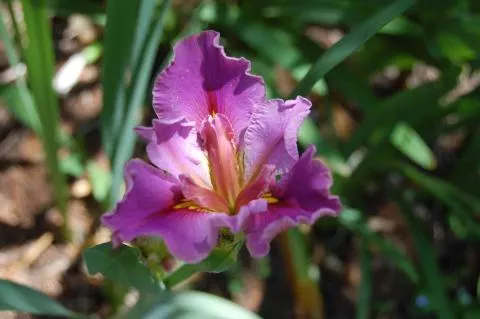 Iris spuria Rose
