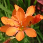 Tritonia crocata Tangerine
