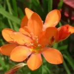 Tritonia crocata Tangerine
