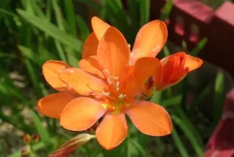 Tritonia crocata Tangerine