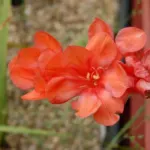 Tritonia crocata Tangerine — photo 2