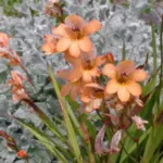 Tritonia securigera