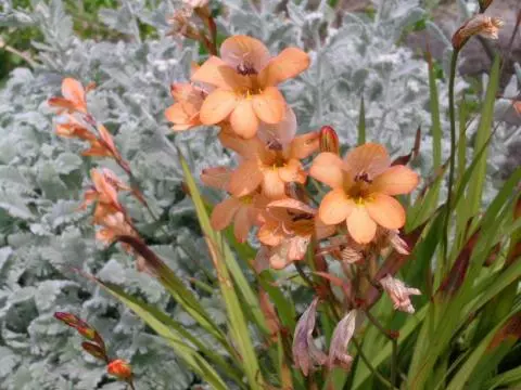 Tritonia securigera
