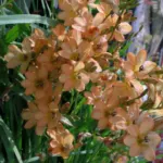 Tritonia securigera — securigera