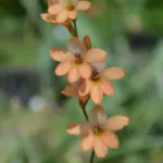 Tritonia securigera — photo 4