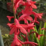 Watsonia borbonica