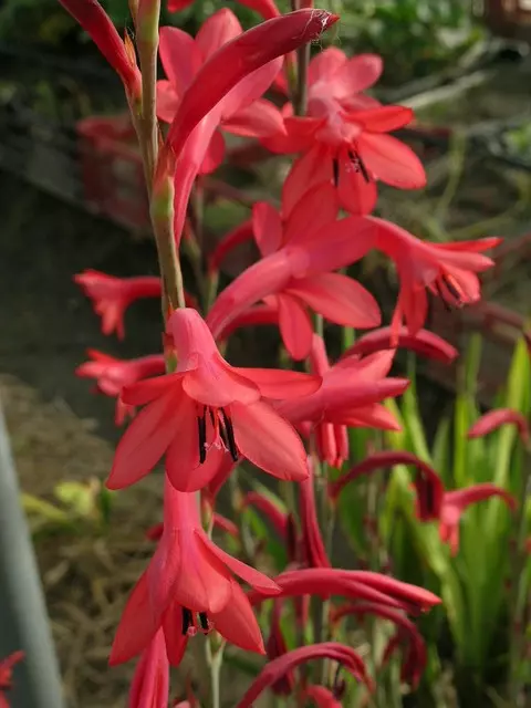 Watsonia borbonica