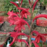 Watsonia borbonica — Watsonia